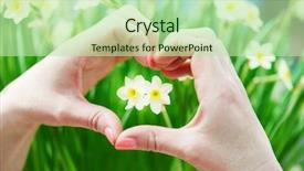  Presentation with daffodil - Presentation theme featuring love concept hand with heart shape around small narcissus daffodil flower bud shallow dof background and a mint green colored foreground