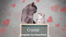  Presentation with cats - Slide set having love couple of cats look at each other while showing blank chalkboard on grey background with heart symbols background and a gray colored foreground