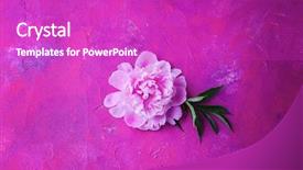  Presentation with peony flower - Slide set enhanced with pink envelope with beautiful peony background and a purple colored foreground