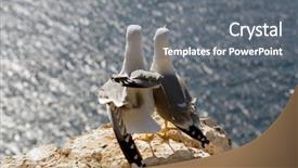  Presentation with rock - Presentation having love life liberty - two seagulls on rock background and a gray colored foreground