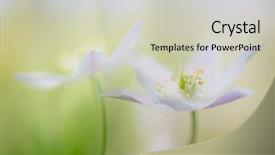  Presentation with jasmine spring flowers - PPT layouts enhanced with love macro of wood anemone background and a soft green colored foreground