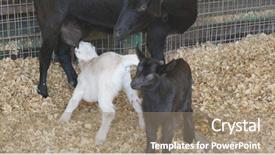  Presentation with goat farm - PPT theme consisting of love miles - mother goat breeding little young background and a coral colored foreground