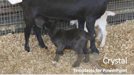  Presentation with mother baby - Slides having love miles - mother goat breeding little young background and a coral colored foreground