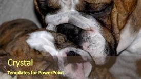  Presentation with english bulldog - Presentation theme with english bulldog mother cleaning eight week old puppy background and a tawny brown colored foreground