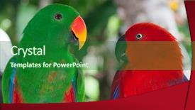  Presentation with parrots - Presentation theme enhanced with love pair of lori parrots background and a forest green colored foreground