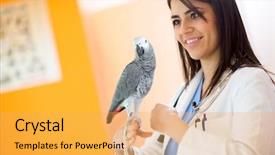  Presentation with premature sick baby - Colorful slide set enhanced with love parrots - beautiful veterinarian examining sick african backdrop and a yellow colored foreground