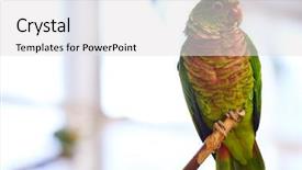  Presentation with parrot - Slides enhanced with love parrots - colorful parrot background and a light gray colored foreground