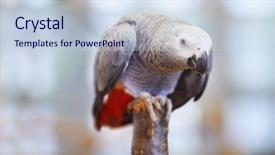 Presentation with parrot - PPT layouts featuring love parrots - colorful parrot background and a sky blue colored foreground