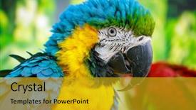  Presentation with parrot - Presentation theme consisting of love parrots - colorful portrait of a parrot background and a  colored foreground