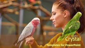  Presentation with parrot - PPT theme featuring love parrots - parrot sitting on a girls background and a tawny brown colored foreground