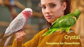  Presentation with parrot - Cool new PPT layouts with love parrots - parrot sitting on a girls backdrop and a tawny brown colored foreground