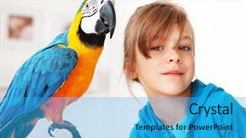  Presentation with parrot - PPT theme enhanced with love parrots - portrait of a kid girl background and a teal colored foreground