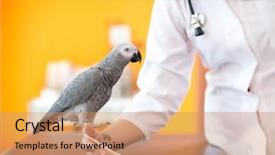  Presentation with doctor african - Audience pleasing PPT theme consisting of love parrots - sick african grey parrot backdrop and a coral colored foreground