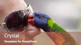  Presentation with parrot - Cool new slides with love parrots - young woman with funny colorful backdrop and a tawny brown colored foreground