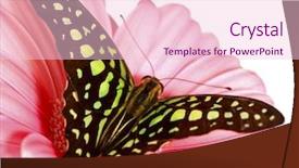  Presentation with april showers close up - PPT theme having love triangle - graphium on gerber close up background and a lemonade colored foreground