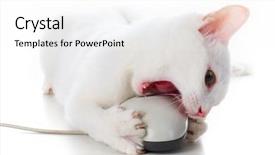  Presentation with cat - Beautiful slides featuring loveable - image of playful white cat backdrop and a white colored foreground