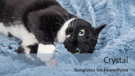  Presentation with cat - Audience pleasing slide deck consisting of loveable - playful black and white tuxedo backdrop and a light blue colored foreground