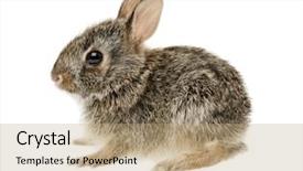  Presentation with bunny - Beautiful theme featuring loveable - portrait of baby cottontail bunny backdrop and a coral colored foreground