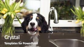  Presentation with kitchen sink splash - Audience pleasing PPT layouts consisting of loveable - puppy in the sink backdrop and a dark gray colored foreground