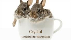  Presentation with baby - Colorful PPT layouts enhanced with loveable - two baby wild cottontail rabbits backdrop and a sky blue colored foreground