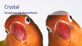  Presentation with parrots - Cool new presentation design with pair of little parrots agapornis backdrop and a sky blue colored foreground