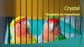  Presentation with parrots - PPT theme having lovebird parrots in a cage background and a tawny brown colored foreground
