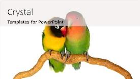  Presentation with branch - Slide set with lovebirds-on-a-branch-isolated background and a white colored foreground