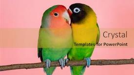  Presentation with branch - PPT layouts featuring lovebirds-on-a-branch-isolated background and a gold colored foreground