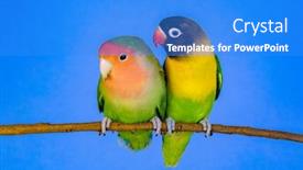  Presentation with branch - Colorful slide deck enhanced with lovebirds-on-a-branch-isolated backdrop and a cobalt blue colored foreground