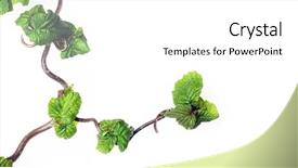  Presentation with abstract leaves - Presentation theme featuring lovely abstract image of gnarled branches with young leaves against white background background and a white colored foreground