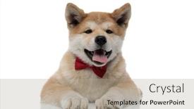  Presentation with tongue - Cool new presentation theme with lovely-akita-inu-sticking-out backdrop and a coral colored foreground