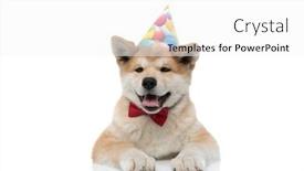  Presentation with tongue - Beautiful presentation featuring lovely-akita-inu-sticking-out backdrop and a white colored foreground