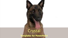  Presentation with tongue - Presentation design consisting of lovely-belgian-shepherd-puppy background and a tawny brown colored foreground
