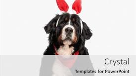  Presentation with bunny - PPT theme with lovely-bernese-mountain-dog background and a white colored foreground