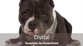  Presentation with bully - Audience pleasing presentation design consisting of lovely-black-and-white-american backdrop and a dark gray colored foreground