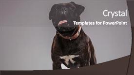  Presentation with fight two boxer boxing - Slide deck with lovely boxer with tongue exposed background and a gray colored foreground