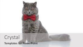  Presentation with red bow - Presentation with lovely british longhair cat with red bow tie sitting and looking down with ruthless eyes against white studio background background and a light gray colored foreground