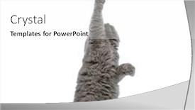  Presentation with british - PPT layouts consisting of lovely-british-longhair-cat background and a white colored foreground
