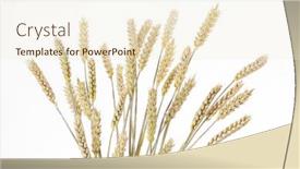  Presentation with plants - PPT theme enhanced with lovely-bunch-of-wheat-plants background and a cream colored foreground