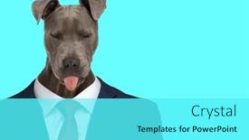  Presentation with navy blue - Presentation theme having lovely-business-american-staffordshire-terrier background and a cyan colored foreground
