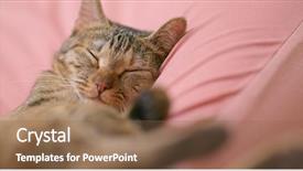  Presentation with sleep - PPT layouts consisting of lovely cat sleep on couch background and a violet colored foreground