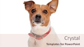  Presentation with russell - Slide deck having lovely-curious-jack-russell-terrier background and a lemonade colored foreground