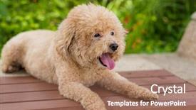  Presentation with poodle - Presentation design enhanced with lovely dog poodle sit on the wooden bench background and a coral colored foreground