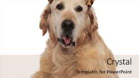  Presentation with animal print - Amazing slide deck having lovely dog with tongue exposed backdrop and a  colored foreground