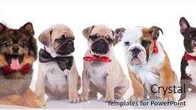  Presentation with sad dog abandoned dogs - Slide deck having lovely dogs wearing elegant bowties background and a coral colored foreground