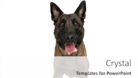  Presentation with puppy - Slide deck enhanced with lovely-elegant-belgian-shepherd-puppy background and a white colored foreground
