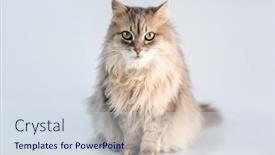  Presentation with cat - Presentation consisting of lovely-fluffy-cat-looking-aside background and a sky blue colored foreground