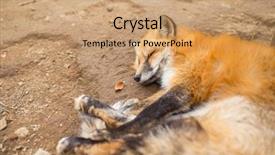  Presentation with fox - PPT layouts having lovely fox sleeping background and a coral colored foreground