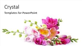  Presentation with bunch - Beautiful presentation featuring  backdrop and a  colored foreground