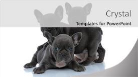 Presentation with standing sitting - PPT theme consisting of lovely-french-bulldog-cubs-looking background and a light gray colored foreground